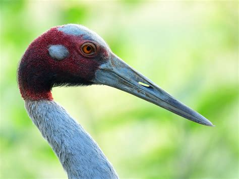 san saru|sarus crane bird facts.